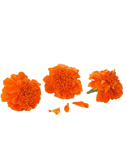 Orange Marigold 