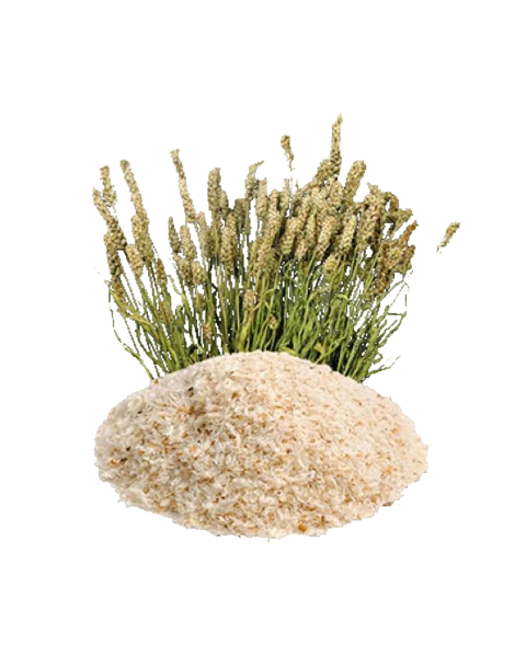 Isabgol / Psyllium Husk Powder