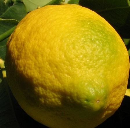 Lemon (Bijora)