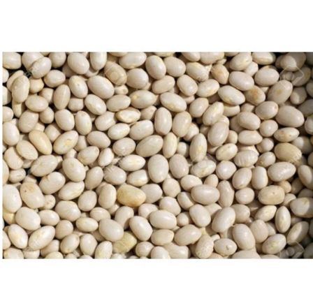 Soya Beans Sika (Jaipur)