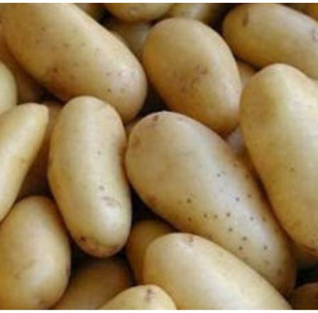 Potato (Haldvani)